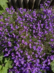 Aubrieta deltoidea