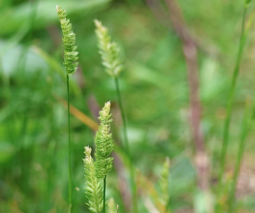 crested dogtail grass