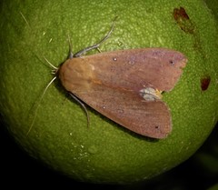 Ophiusa discriminans