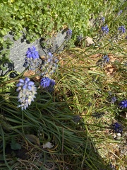 Muscari