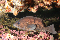 Acanthistius patachonicus