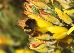 Bombus terrestris audax