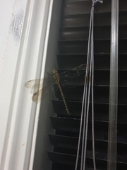 Austrogynacantha heterogena