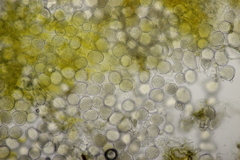 Protomyces pachydermus