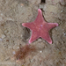 Tooth Star - Photo (c) Gonzalo Bravo, some rights reserved (CC BY-NC), uploaded by Gonzalo Bravo