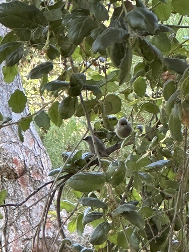 Bushtit