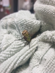 Austrogynacantha heterogena