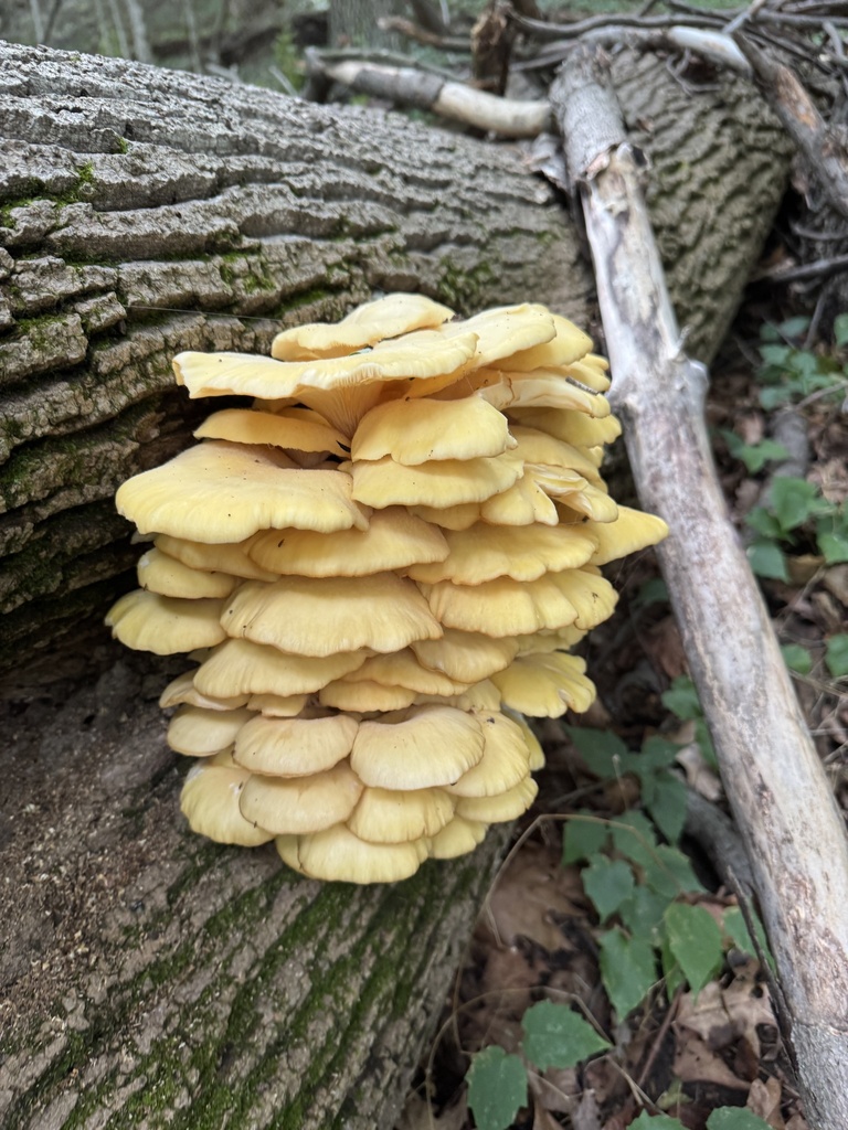 Golden Oyster Mushroom · June 2026 · photo: Photo: no rights reserved · iNaturalist