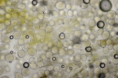Protomyces pachydermus
