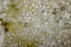 Protomyces pachydermus