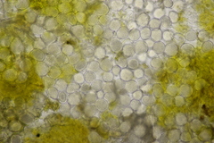 Protomyces pachydermus