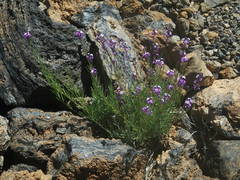 Erysimum scoparium