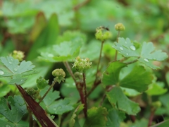 Hydrocotyle batrachium