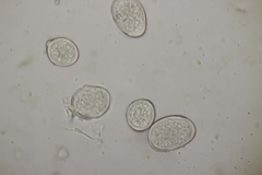 Protomyces pachydermus