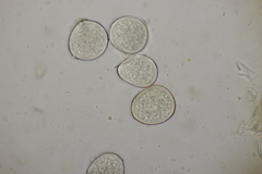 Protomyces pachydermus