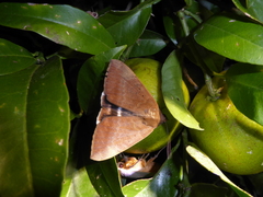Achaea eusciasta