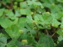 Hydrocotyle batrachium