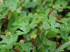 Hydrocotyle batrachium