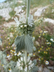 Marrubium incanum