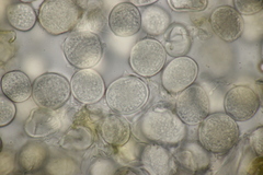 Protomyces pachydermus