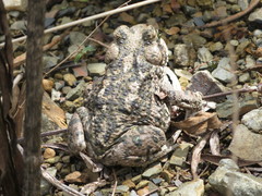 Rhinella spinulosa