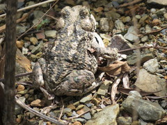 Rhinella spinulosa