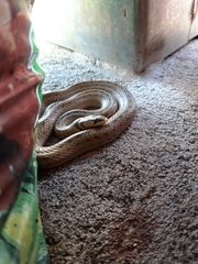 Macroprotodon mauritanicus