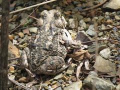 Rhinella spinulosa
