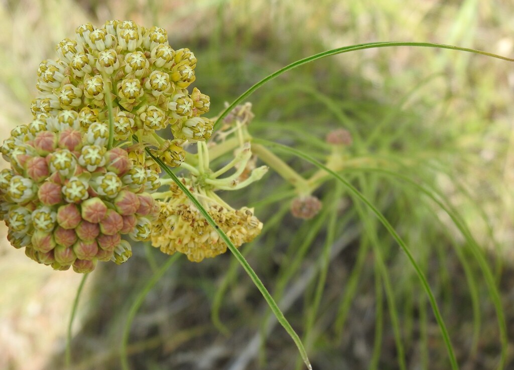 Asclepias engelmanniana; photograph (c) saltyhiker, some rights reserved (CC BY)