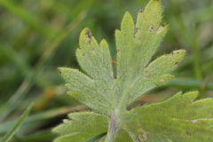 Peronospora hiemalis