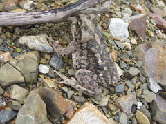 Rhinella spinulosa