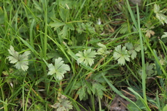 Peronospora hiemalis