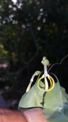 Ceropegia