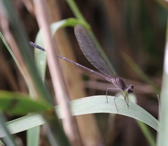 Phaon iridipennis