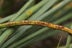 Puccinia liliacearum
