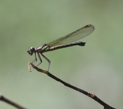 Platycypha fitzsimonsi