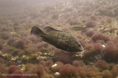 Acanthistius patachonicus