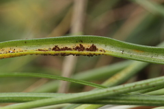 Puccinia liliacearum
