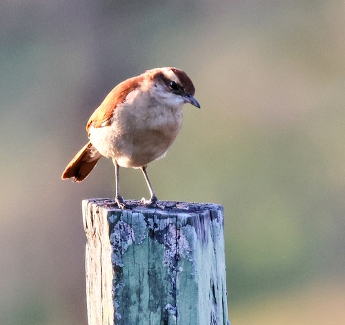 Wing-banded Hornero
