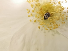 Anthrenus pimpinellae