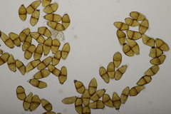 Puccinia liliacearum