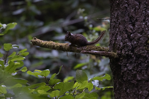 Yellow-cheeked Chipmunk observed by sirlarus