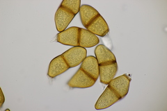 Puccinia liliacearum