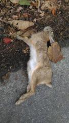 Lepus sinensis formosus