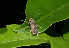 Phloeobius gibbosus