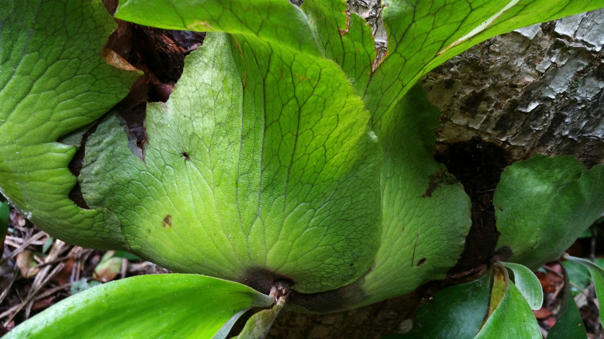 Platycerium quadridichotomum · iNaturalist