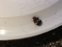 Anthrenus pimpinellae