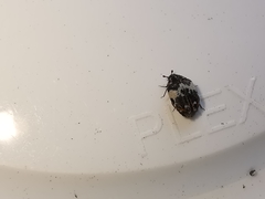 Anthrenus pimpinellae