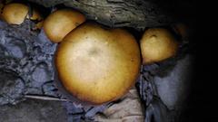 Cyclocybe parasitica