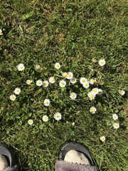 Bellis perennis